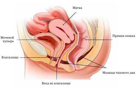 Строение женнских половых органов