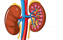 Как диагностируется и лечится песок в почках?